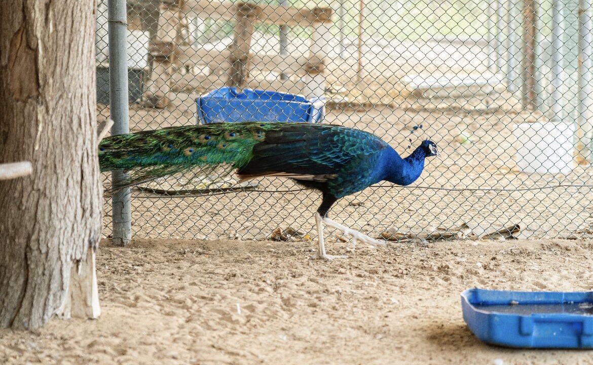 Photo of Others in Dubai Festival City