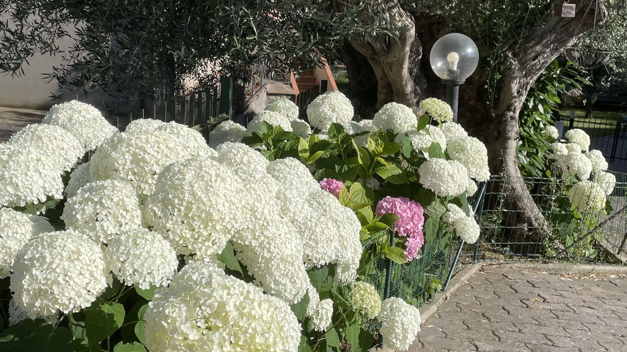 Photo of Outdoor in Passignano sul Trasimeno