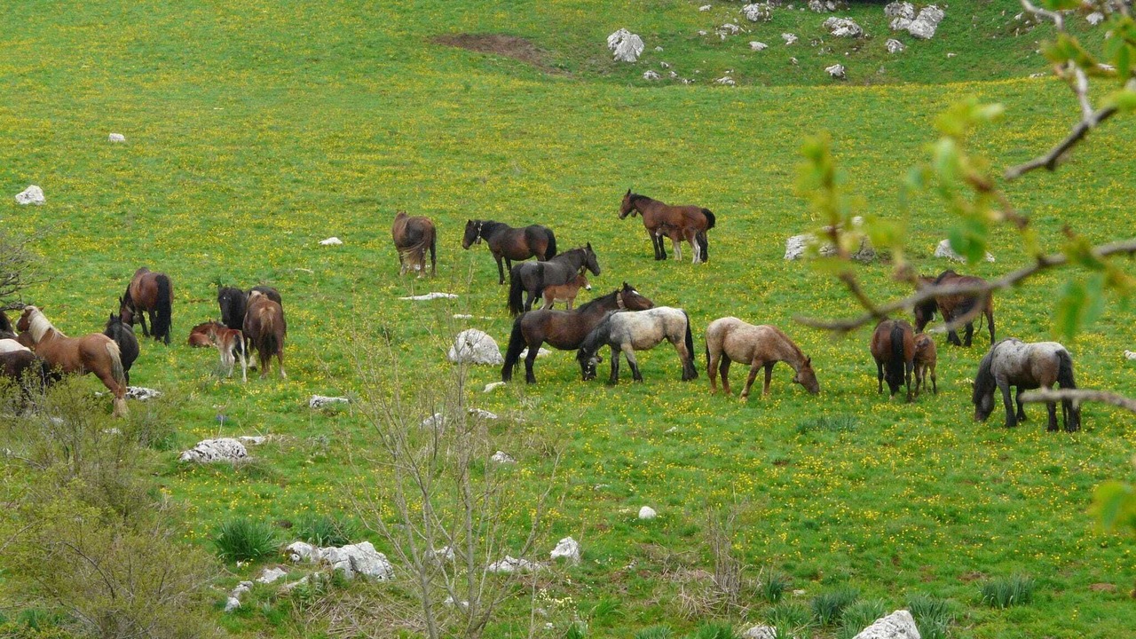 Photo of Others in Ripabottoni
