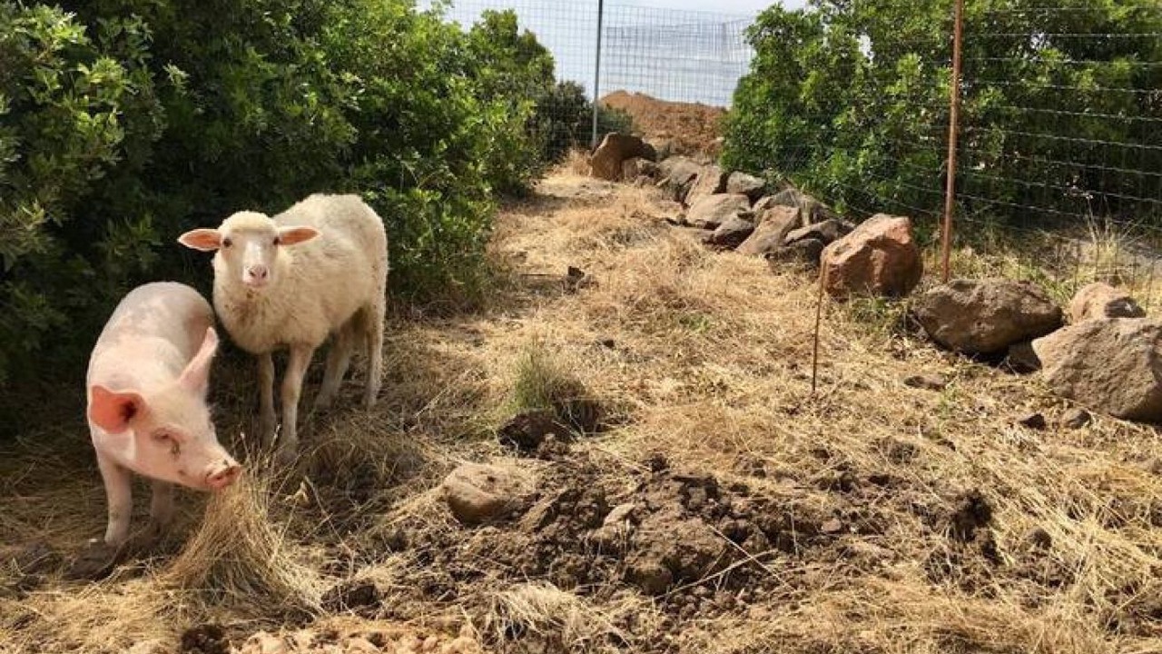 Photo of Others in Orosei