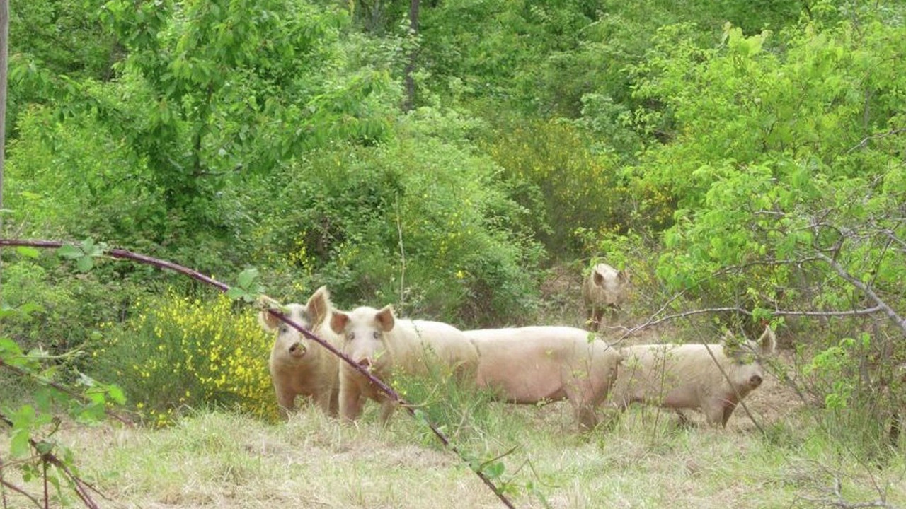 Photo of Others in Casacciola-belvedere