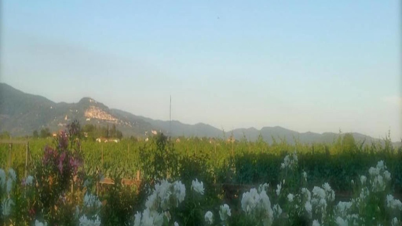 Photo of Others in Cortona