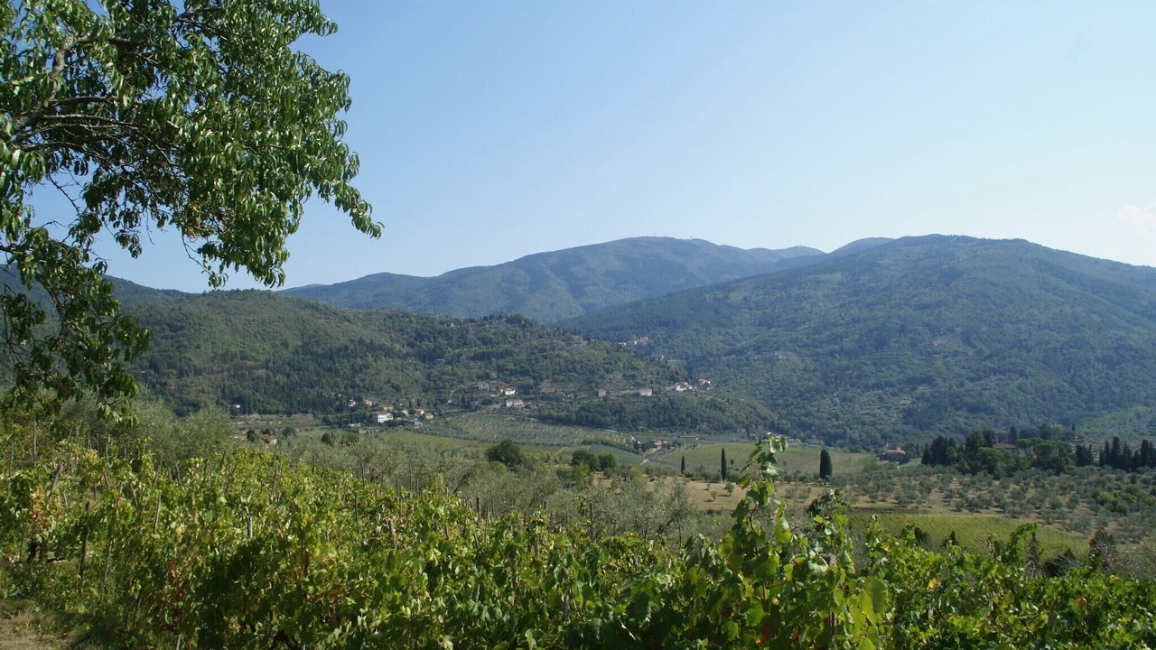 Photo of Others in Pelago