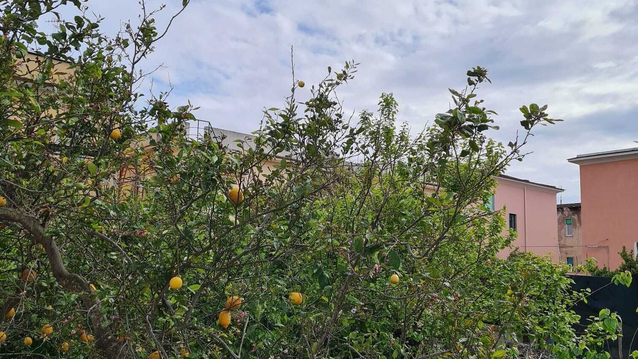 Photo of Outdoor in Procida