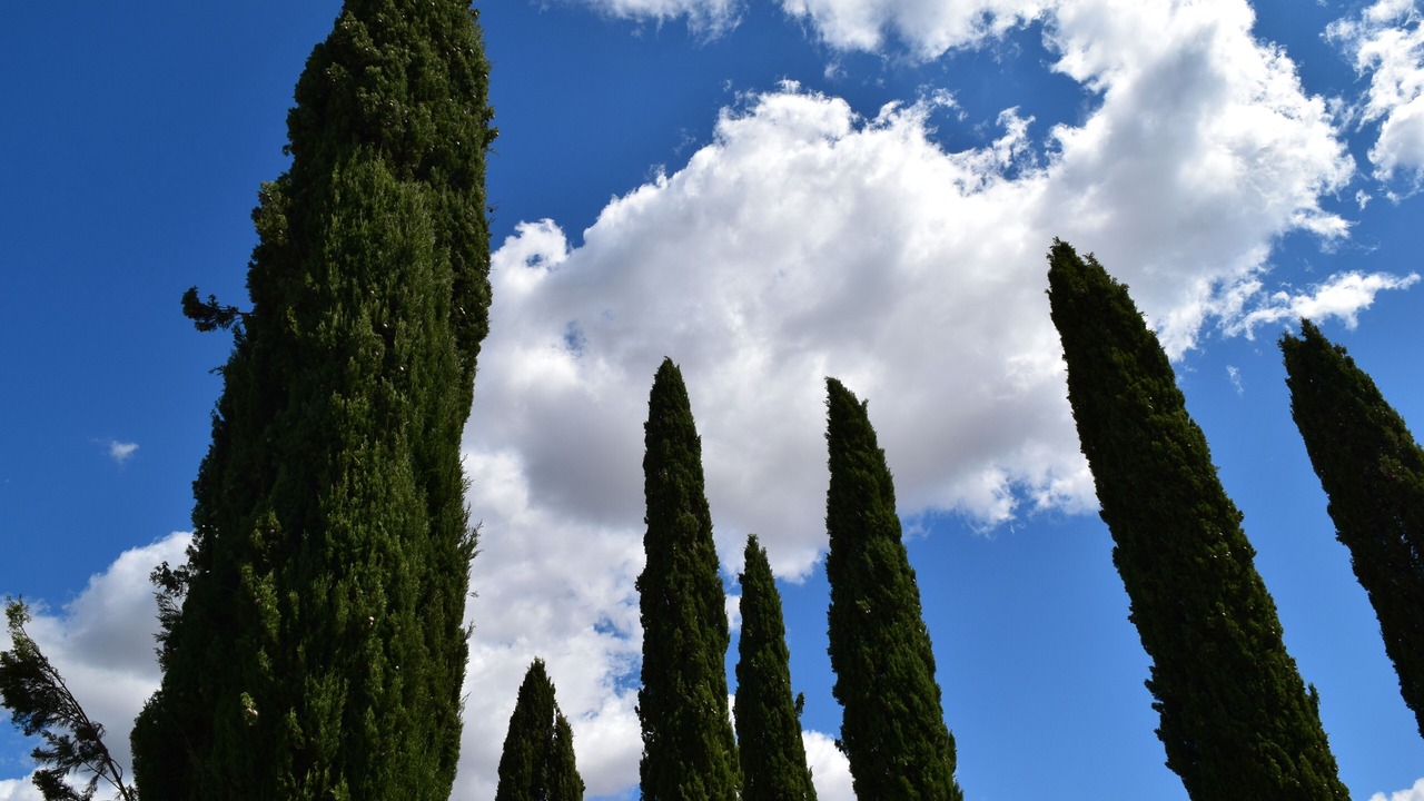 Photo of Others in Montalcino
