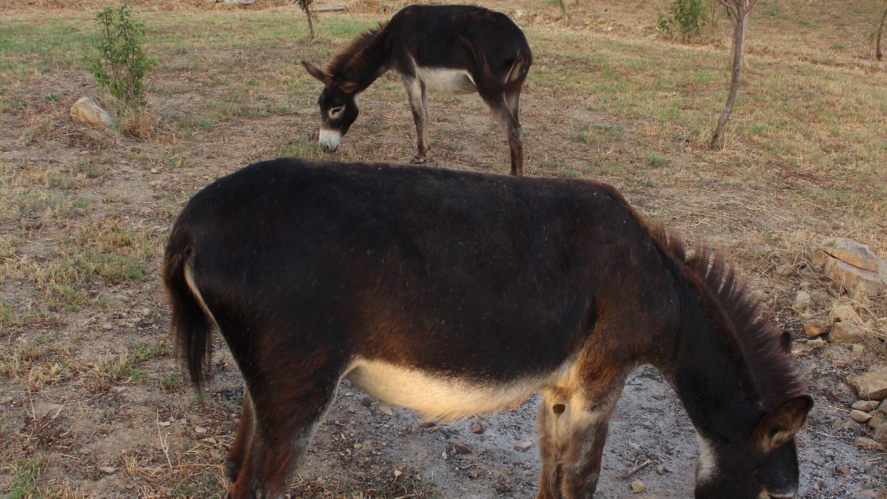 Photo of Outdoor in Campagnatico