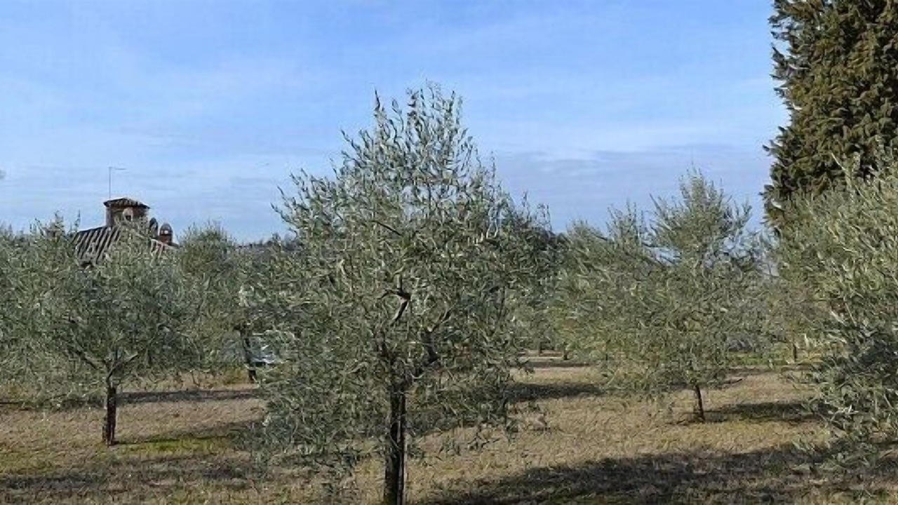 Photo of Outdoor in Rapolano Terme