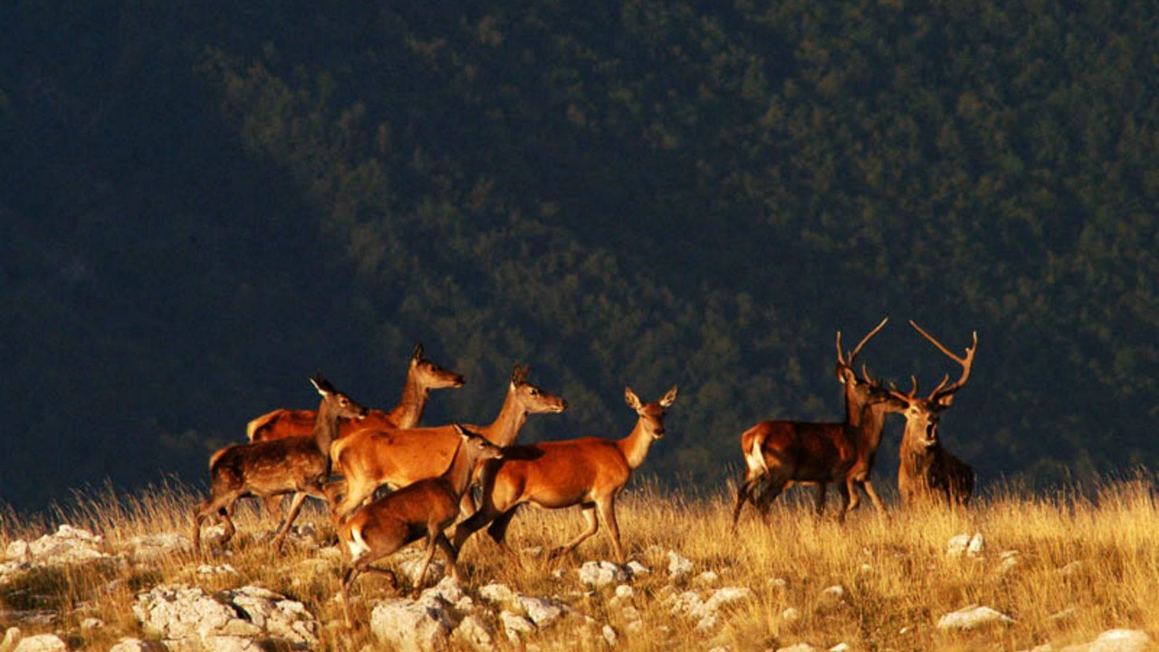 Photo of Others in Caramanico Terme