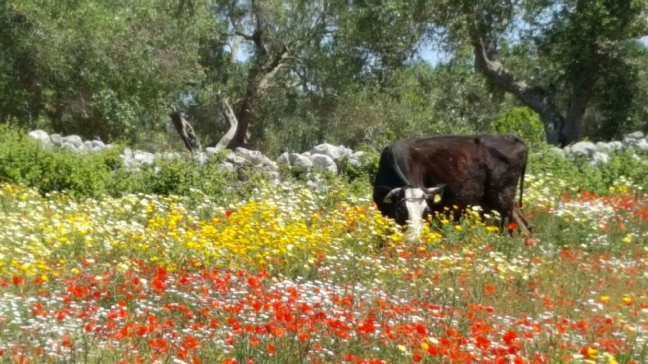 Photo of Others in Caramanico Terme