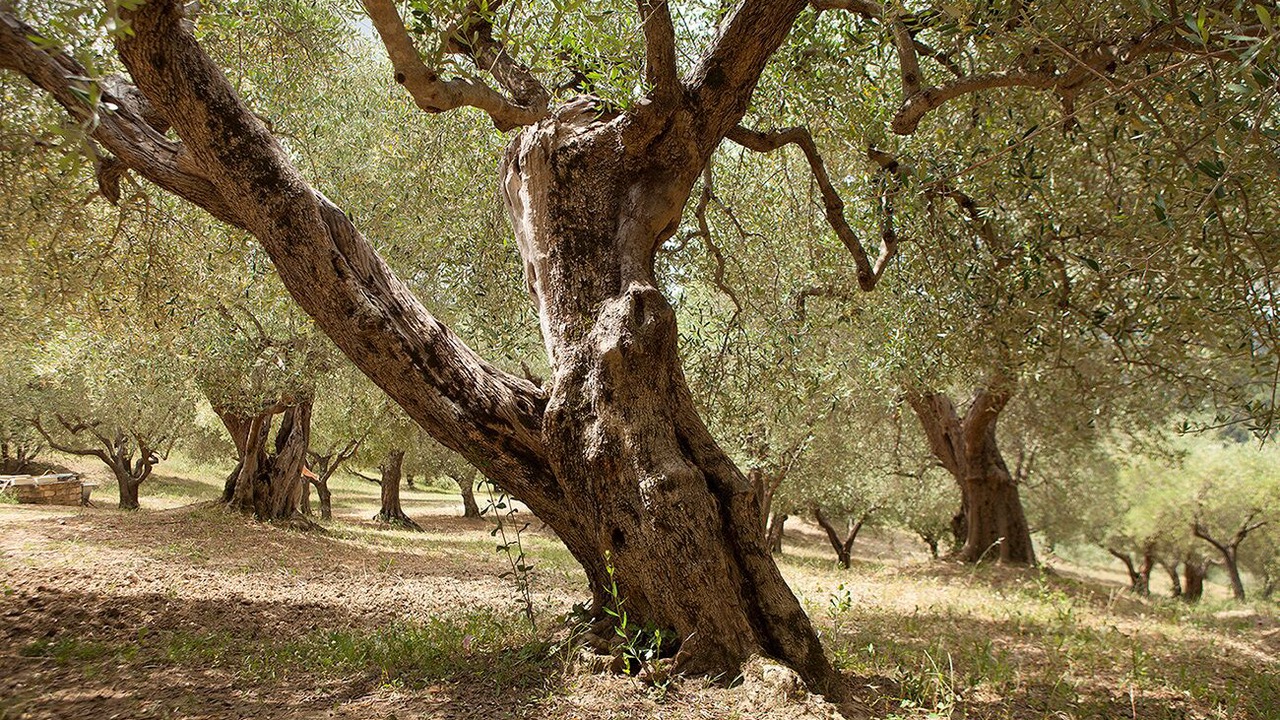 Photo of Outdoor in Tricarico
