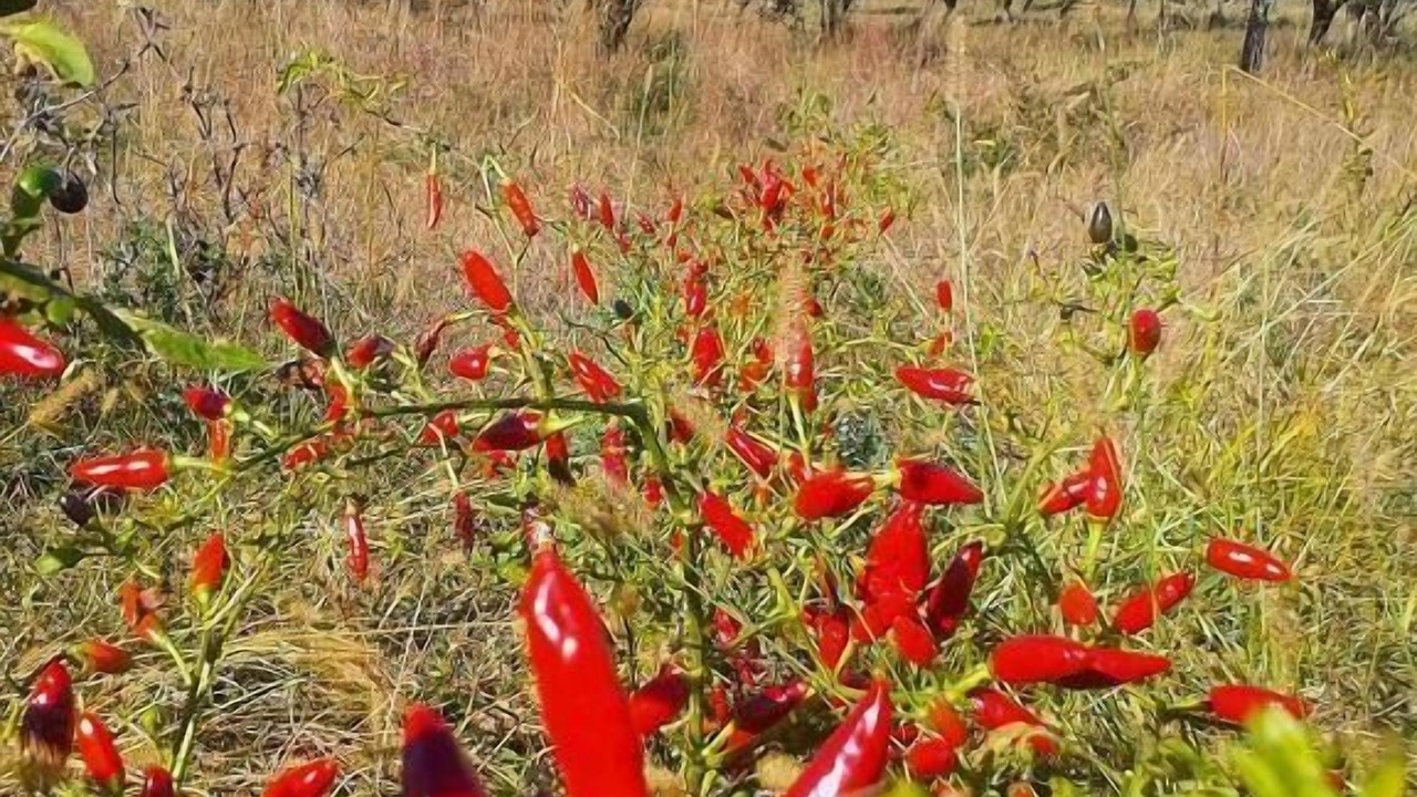 Photo of Outdoor in Girifalco