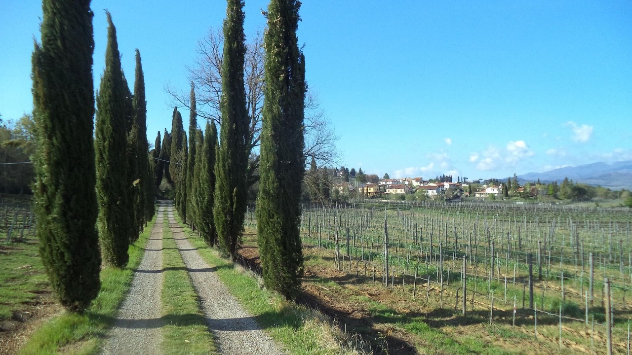 Photo of Others in Arezzo