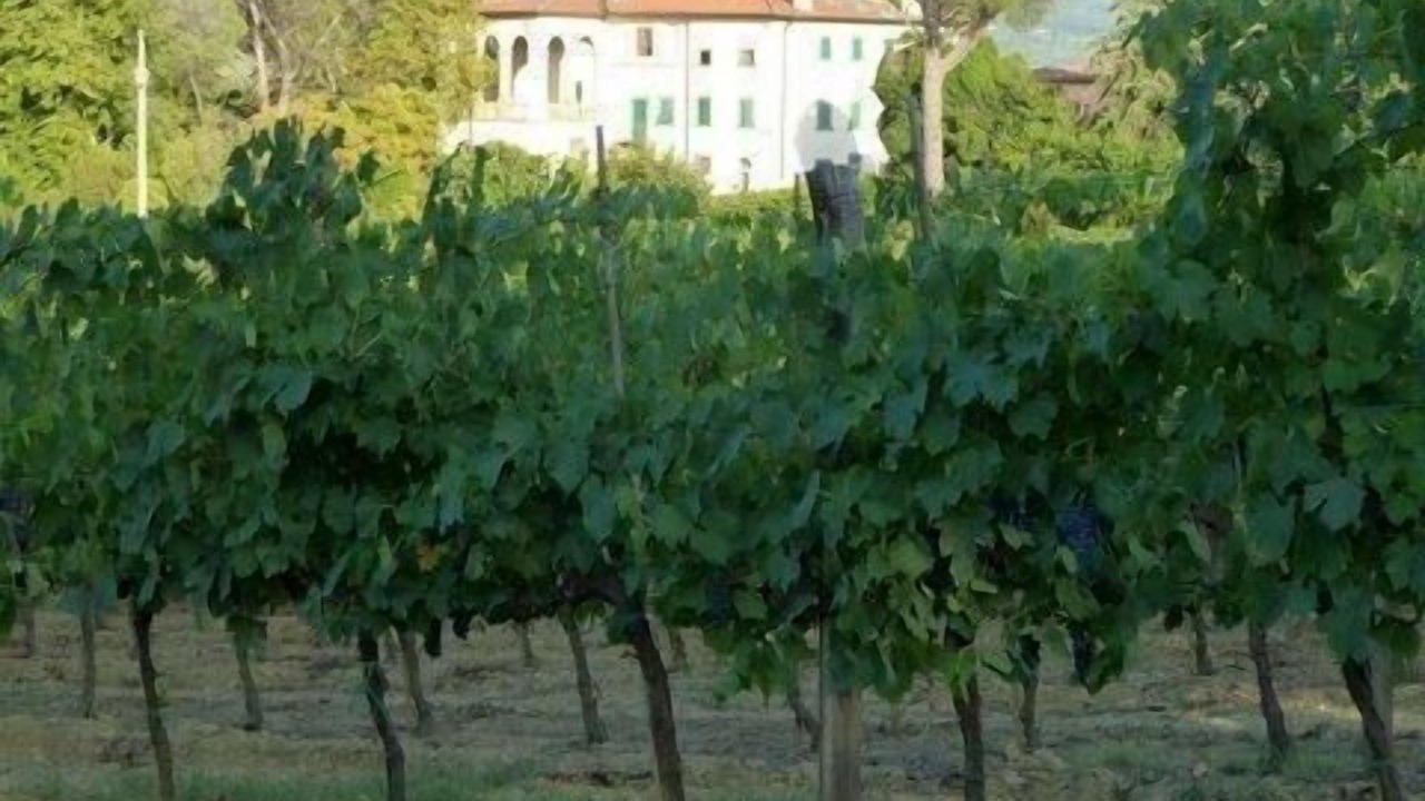 Photo of Others in Arezzo