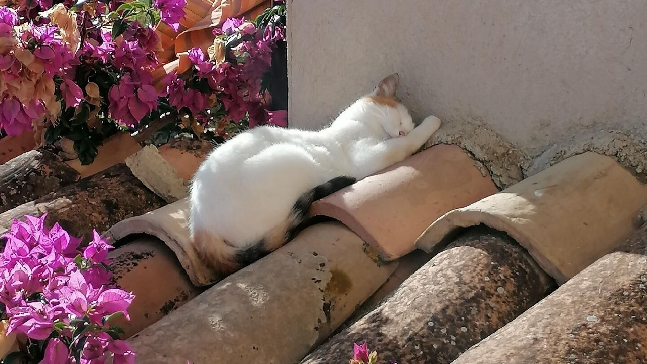 Photo of Outdoor in Girifalco