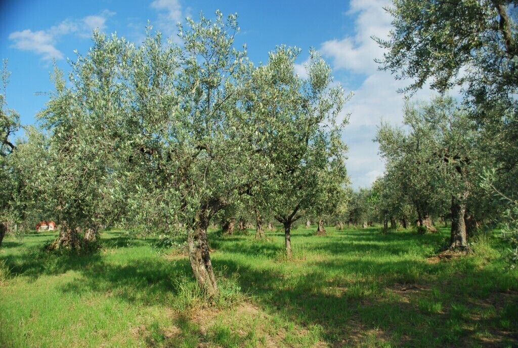 Photo of Outdoor in Tocco da Casauria