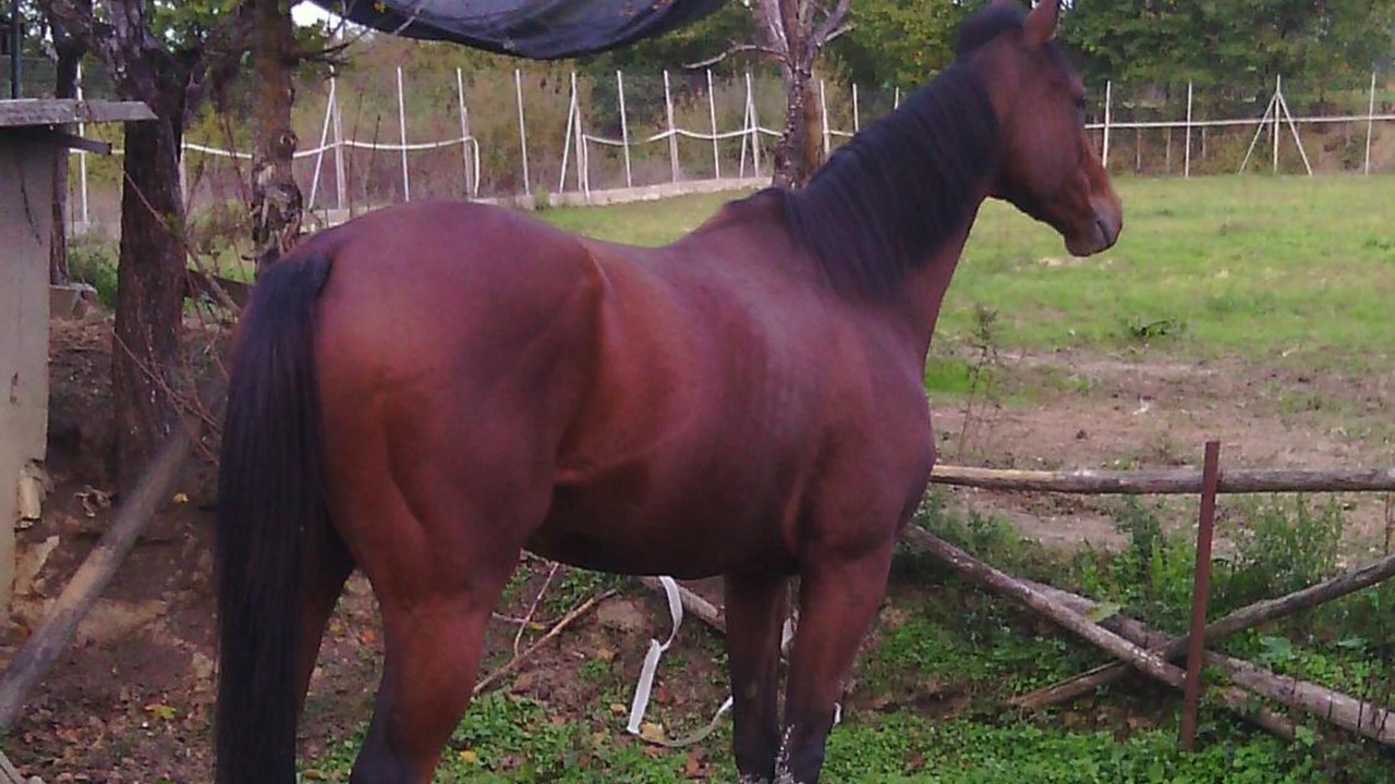 Photo of Outdoor in Foiano della Chiana