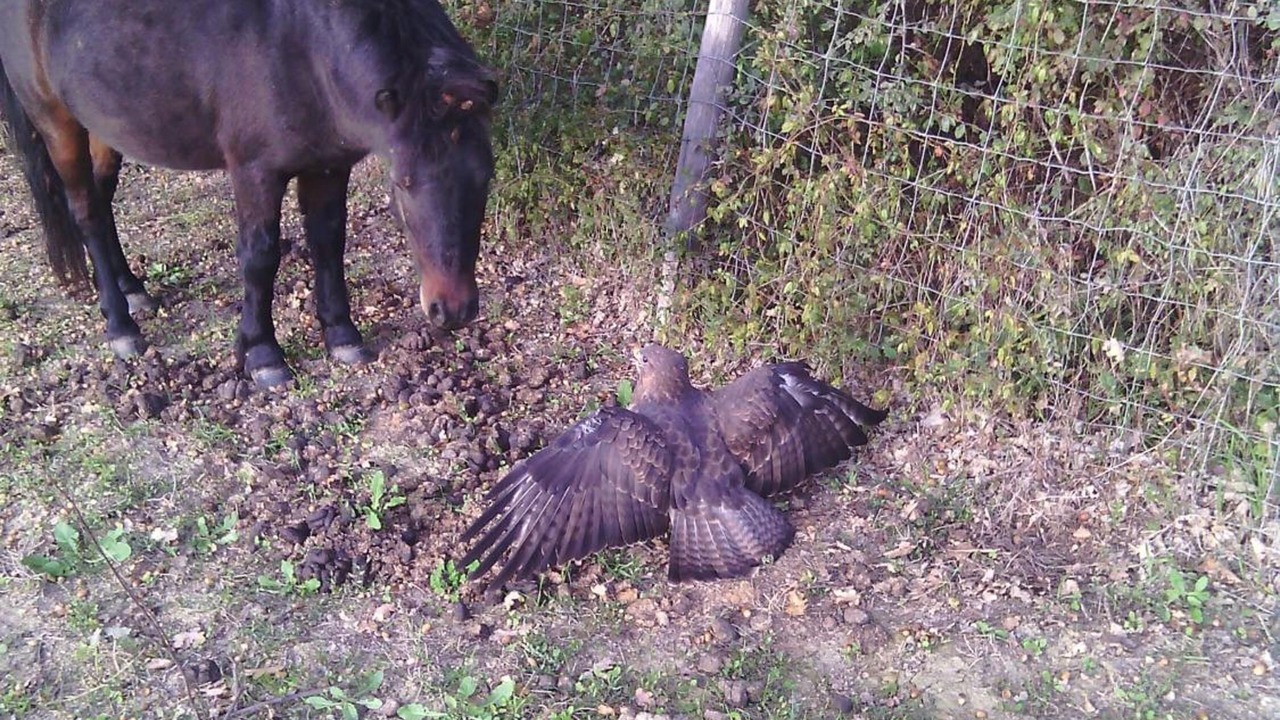 Photo of Outdoor in Foiano della Chiana
