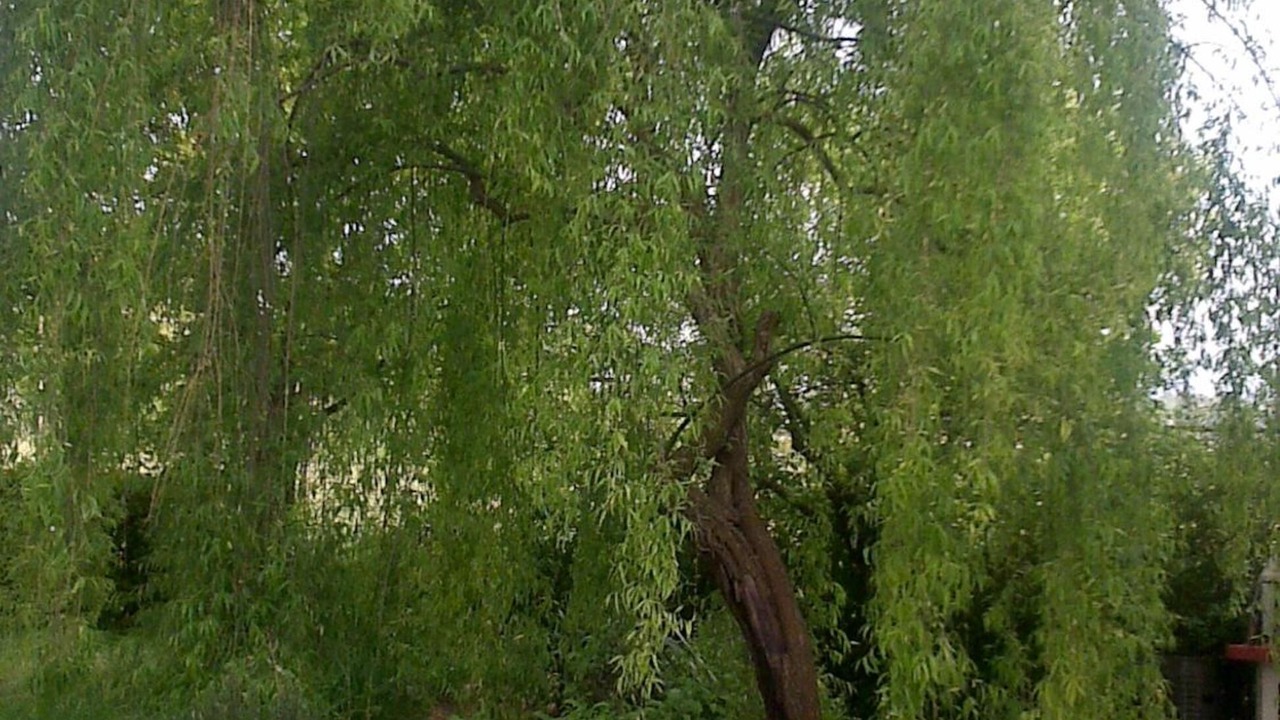 Photo of Outdoor in Foiano della Chiana