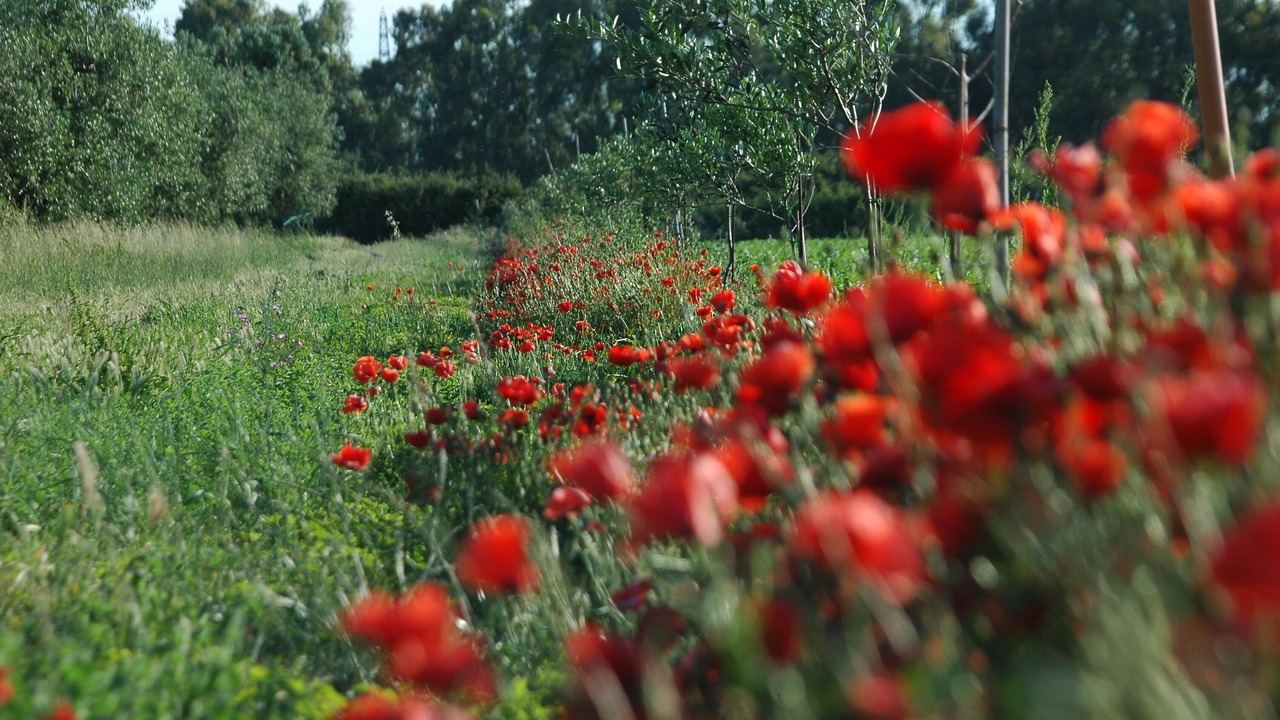 Photo of Outdoor in Nuova Cliternia