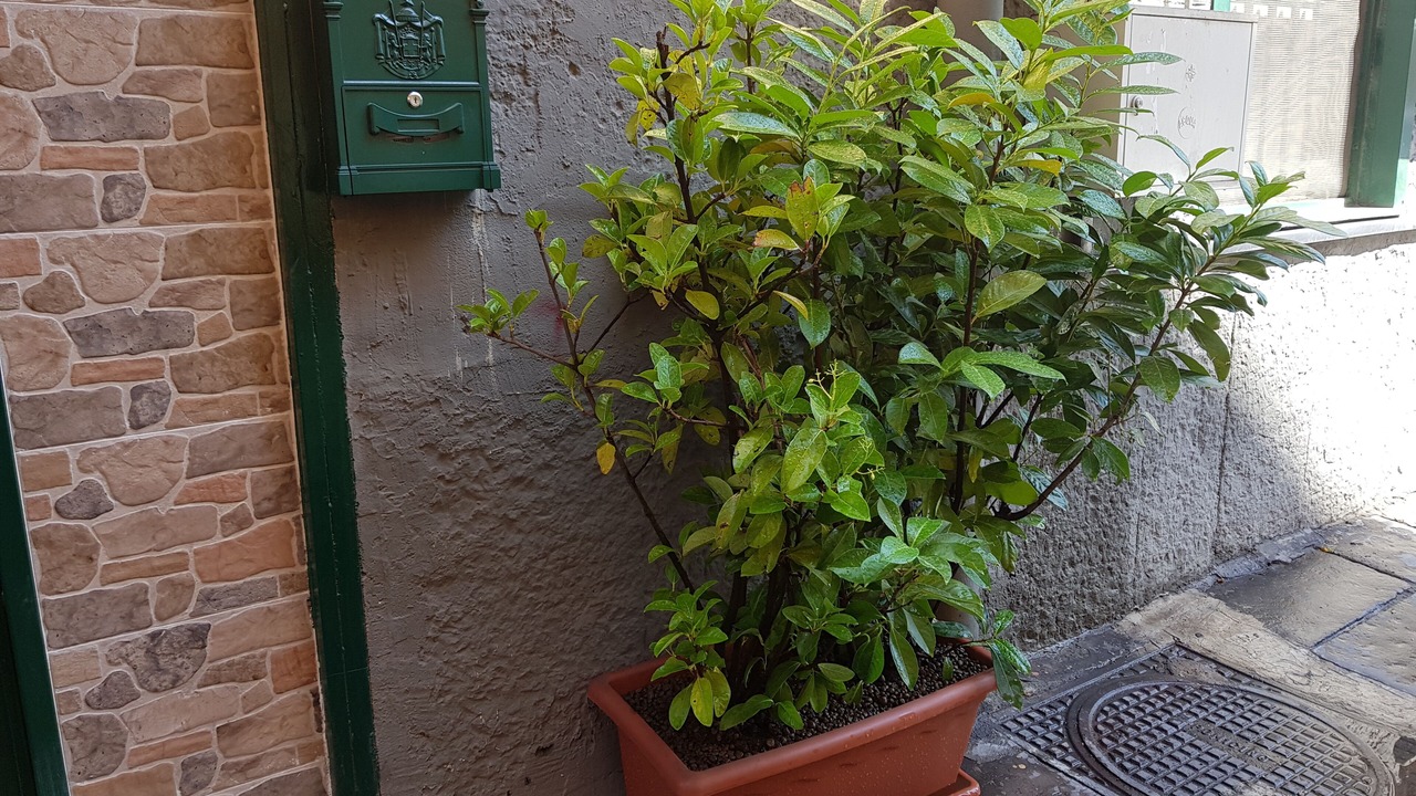 Photo of Outdoor in Naples City Centre