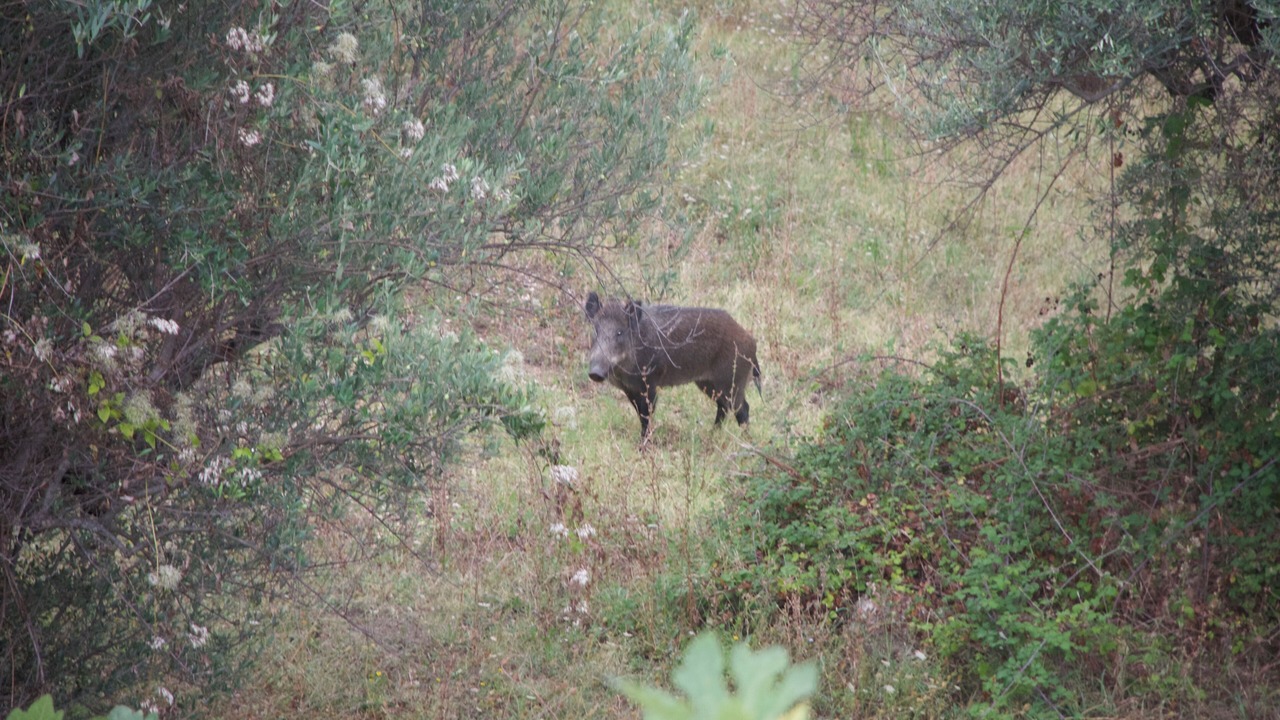 Photo of Others in Palombaro