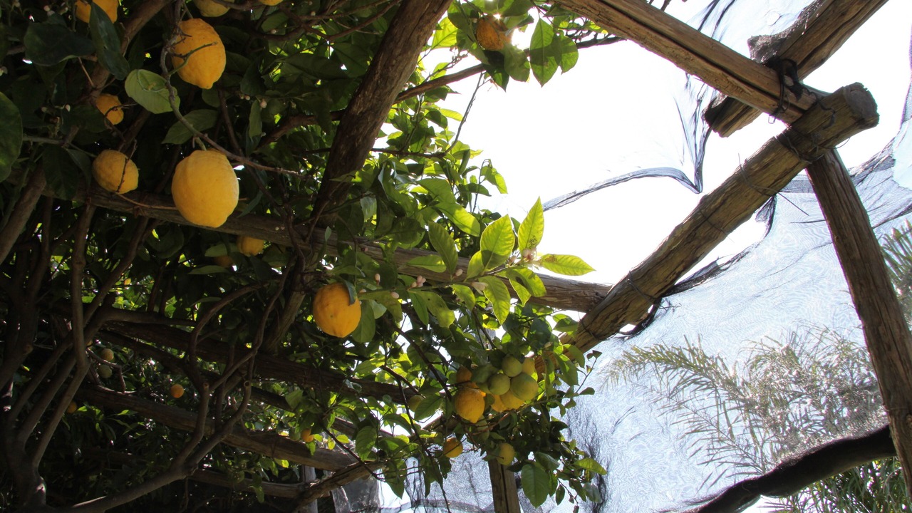 Photo of Outdoor in Conca dei Marini