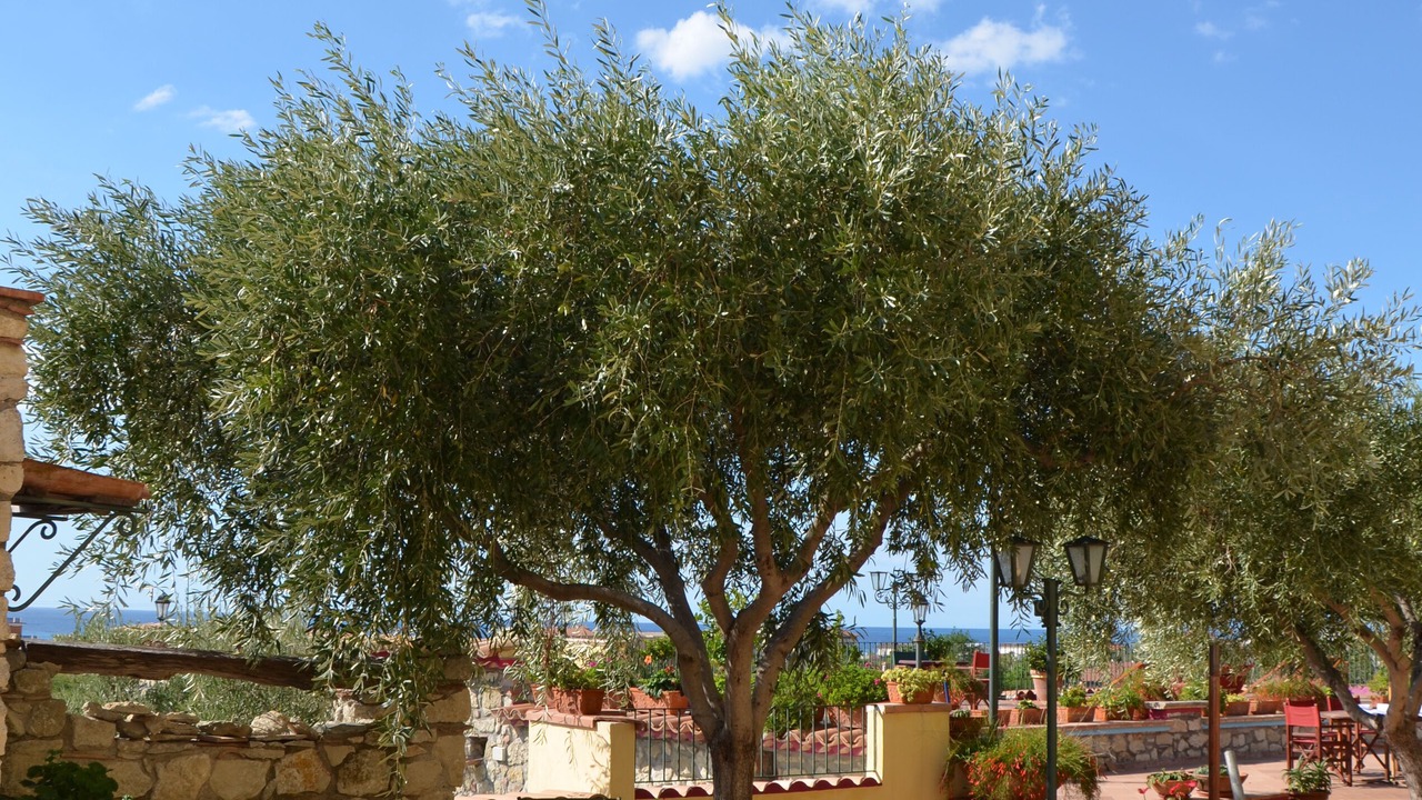 Photo of Outdoor in Falconara Albanese