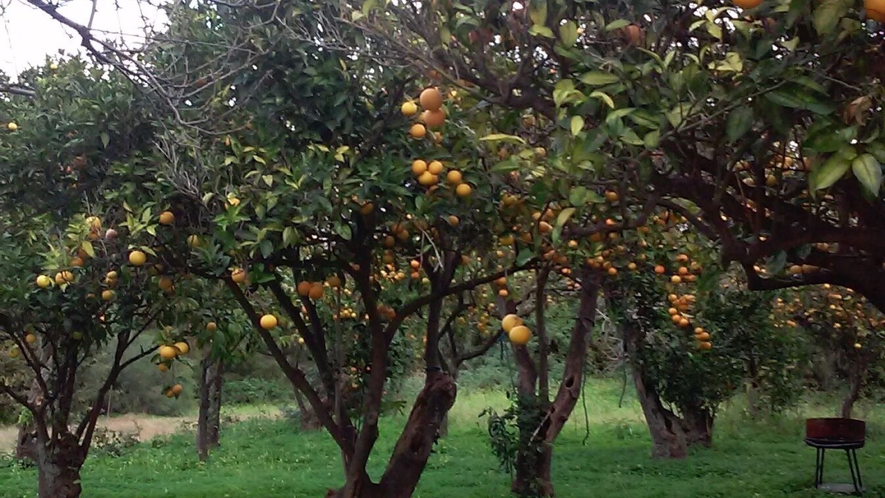 Photo of Outdoor in Parghelia