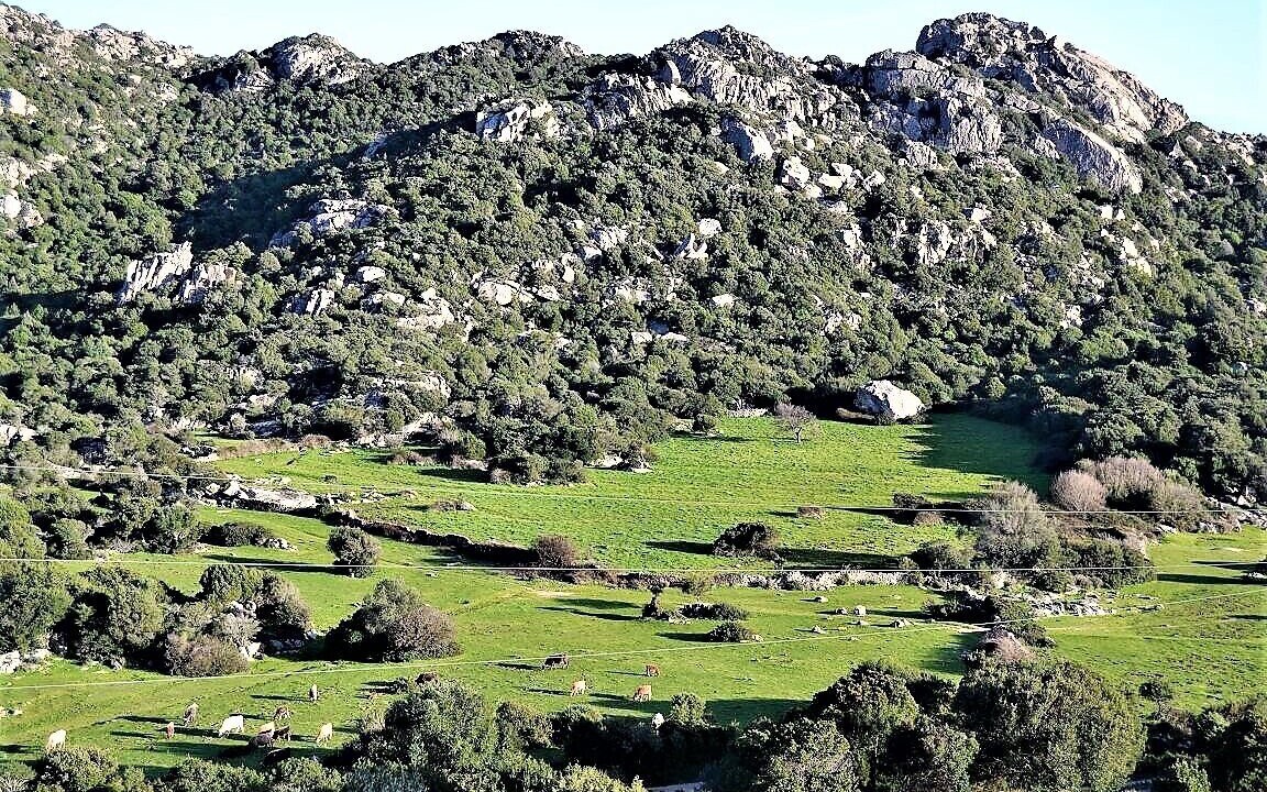Photo of Others in Arzachena
