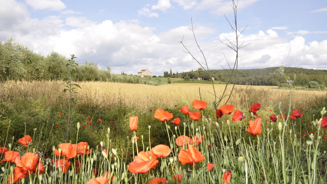 Photo of Outdoor in Massa Marittima