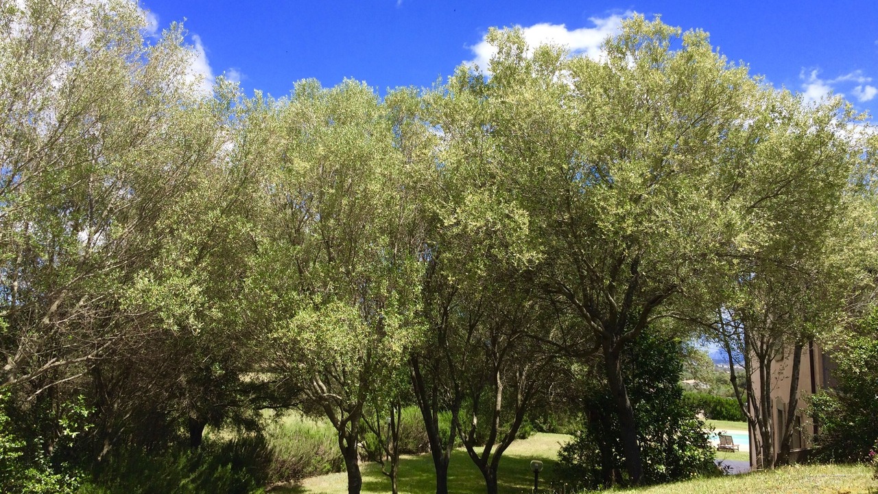 Photo of Outdoor in Olbia