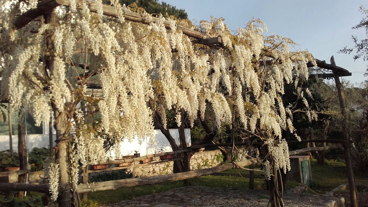 Photo of Others in Anacapri