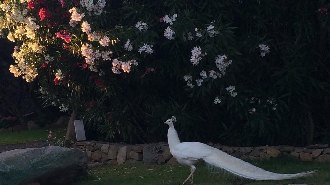 Photo of Outdoor in Porto Rotondo