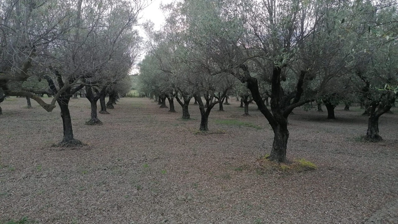 Photo of Others in Crotone