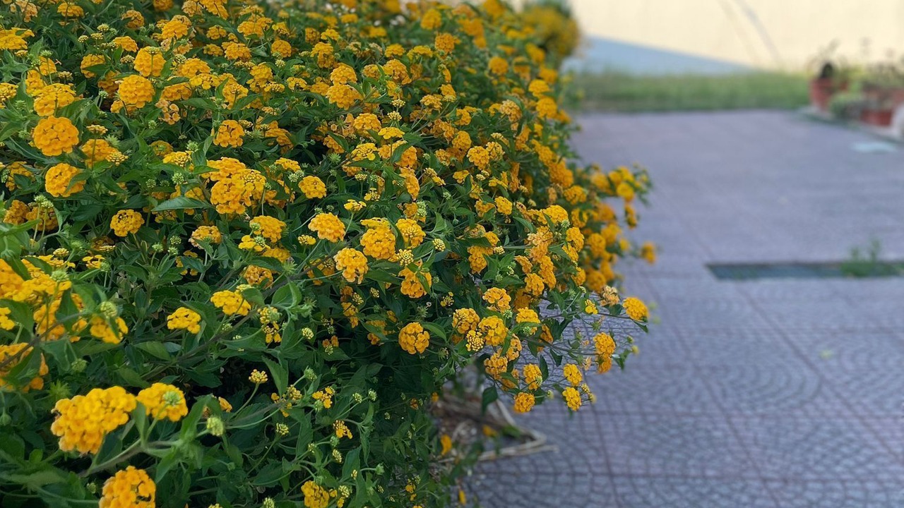 Photo of Outdoor in Baia