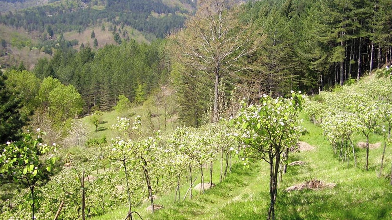 Photo of Others in Moggiana