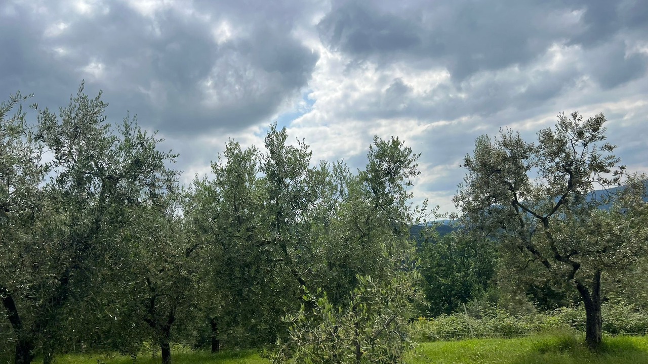 Photo of Others in Rufina