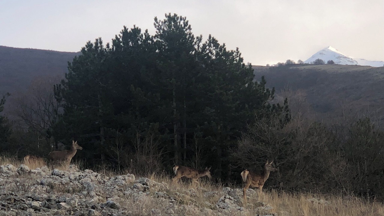 Photo of Others in Roccamorice