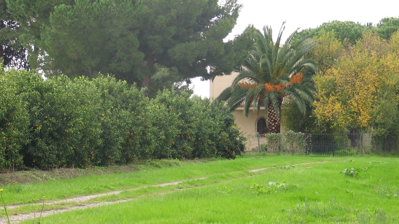 Photo of Outdoor in Mirto