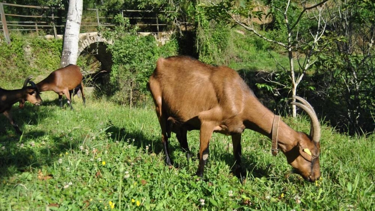 Photo of Others in Castel San Niccolo