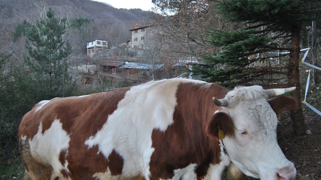 Photo of Outdoor in Castel San Niccolo