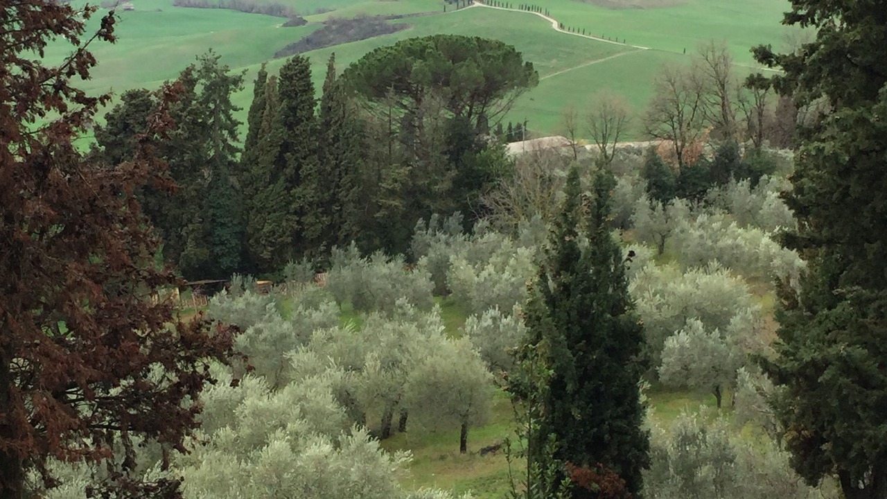 Photo of Others in Montalcino