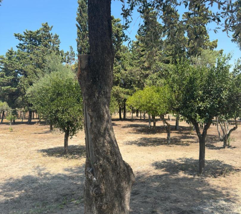 Photo of Outdoor in Palmi