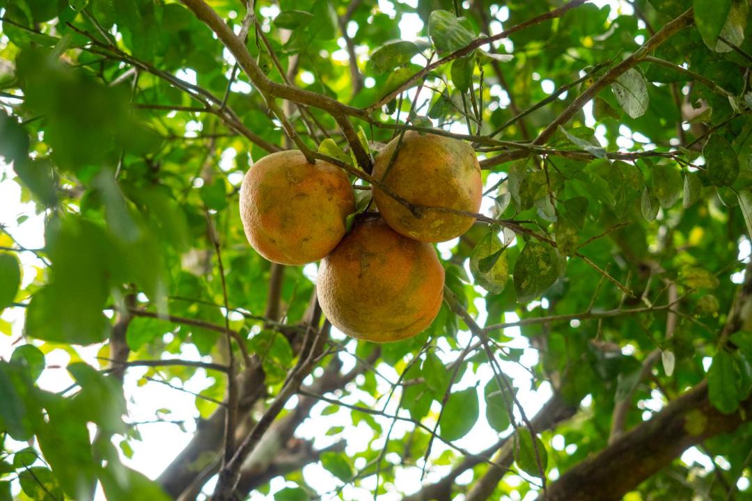 Photo of Others in Ojochal