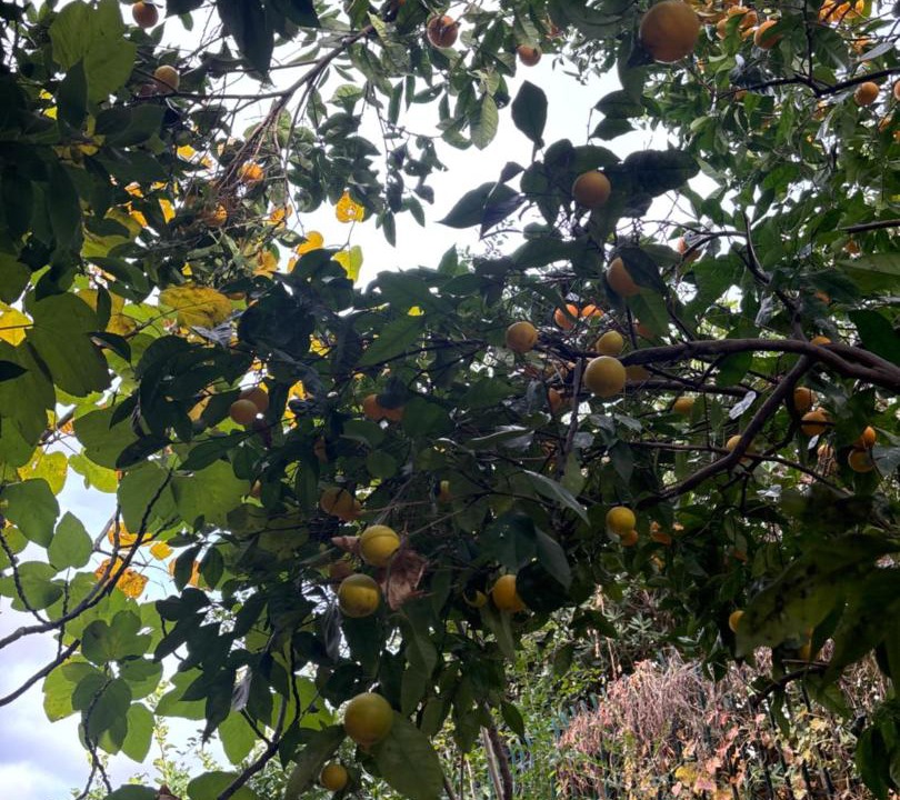 Photo of Outdoor in Pollena Trocchia