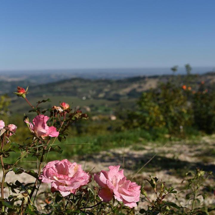 Photo of Others in Cupramontana