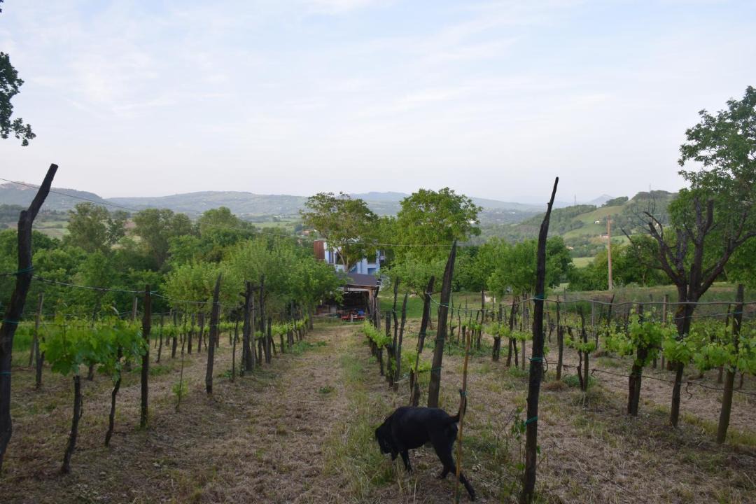 Photo of Others in Lioni