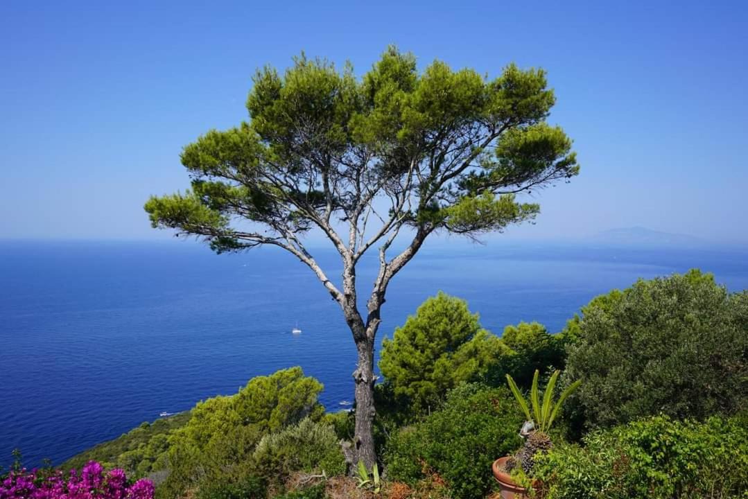 Photo of Others in Anacapri