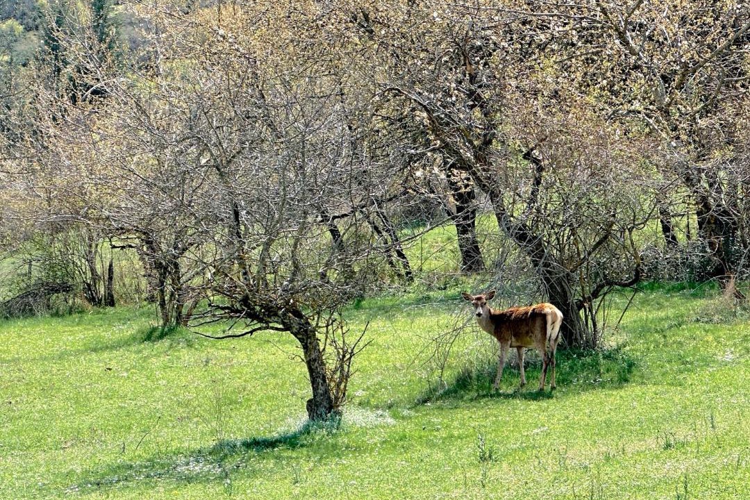 Photo of Others in Villalago