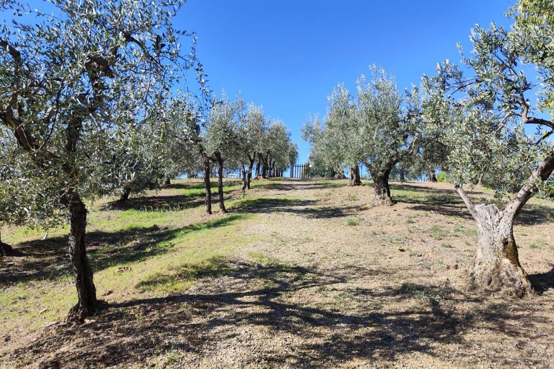 Photo of Others in Greve in Chianti